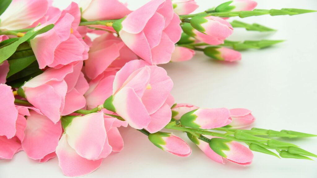 a group of pink flowers