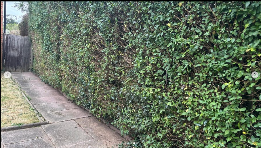 Screenshot 2025-07-12 182857 hedge trimmed